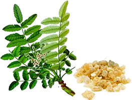 Chancapiedra