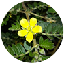 Damiana