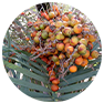 Saw Palmetto (Serenoa)