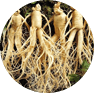 Ginseng