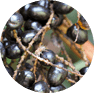 Saw Palmetto