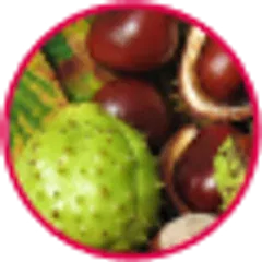 Vadgesztenye kivonat