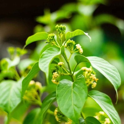 Gymnema Sylvestre