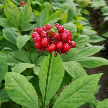 Panax Ginseng