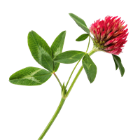 Red Clover Blossom