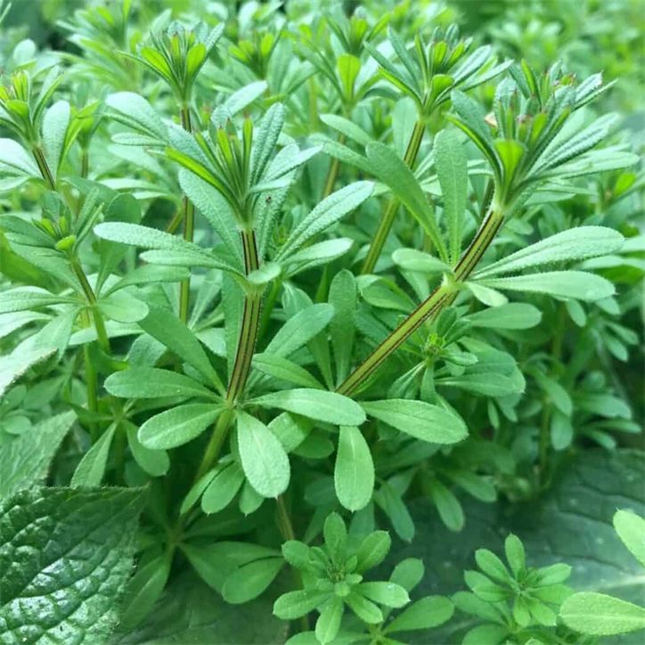 Cleavers plant