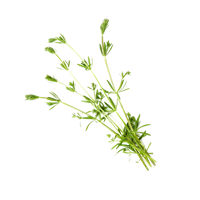 Cleavers