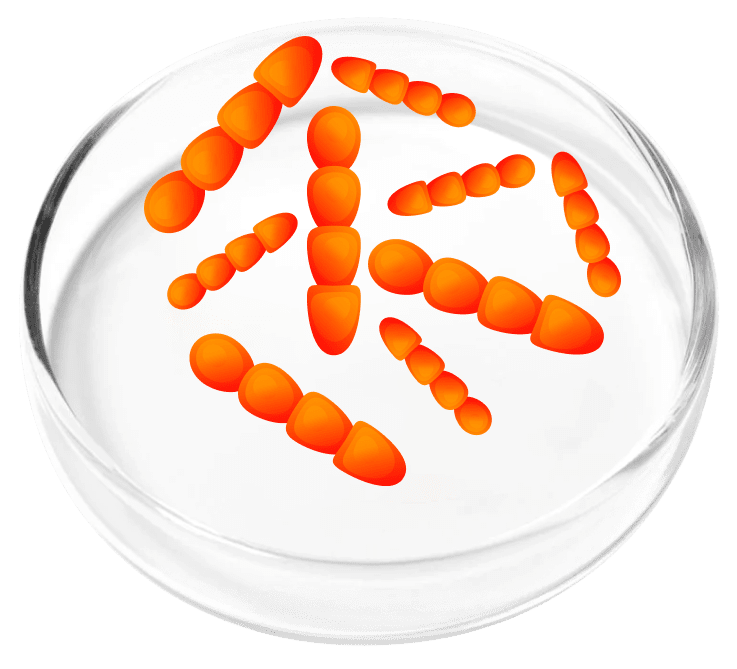 Lactobacillus Crispatus