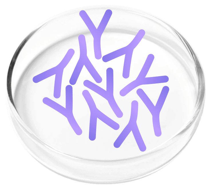 Lactobacillus Plantarum