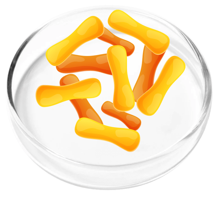Lactobacillus Cassei