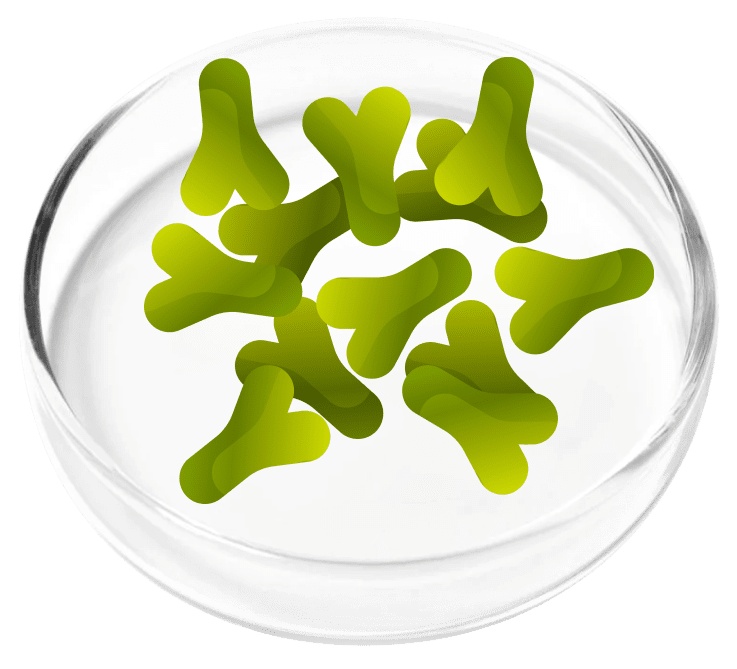 Lactobacillus Acidophilus