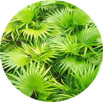Saw Palmetto