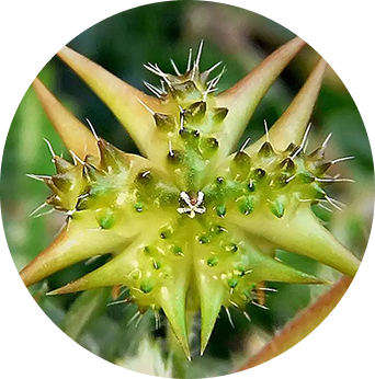 Tribulus Terrestris