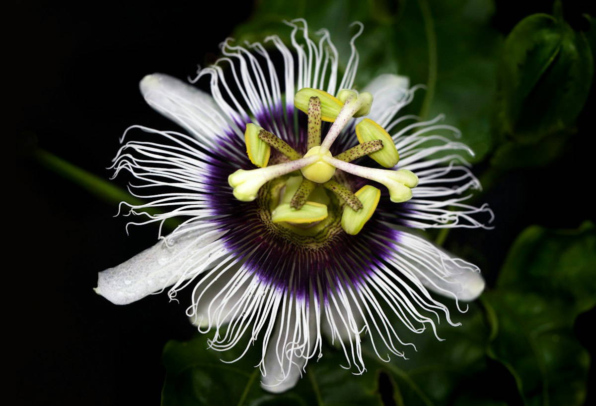 Close-up of a passionflower in bloom