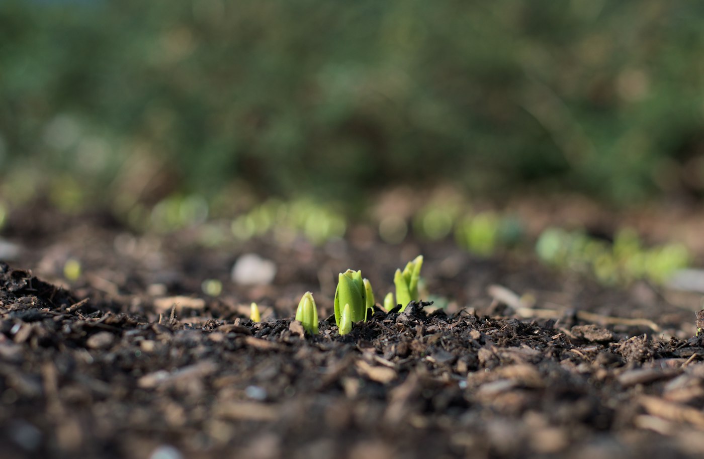 Young seedlings sprouting from soil