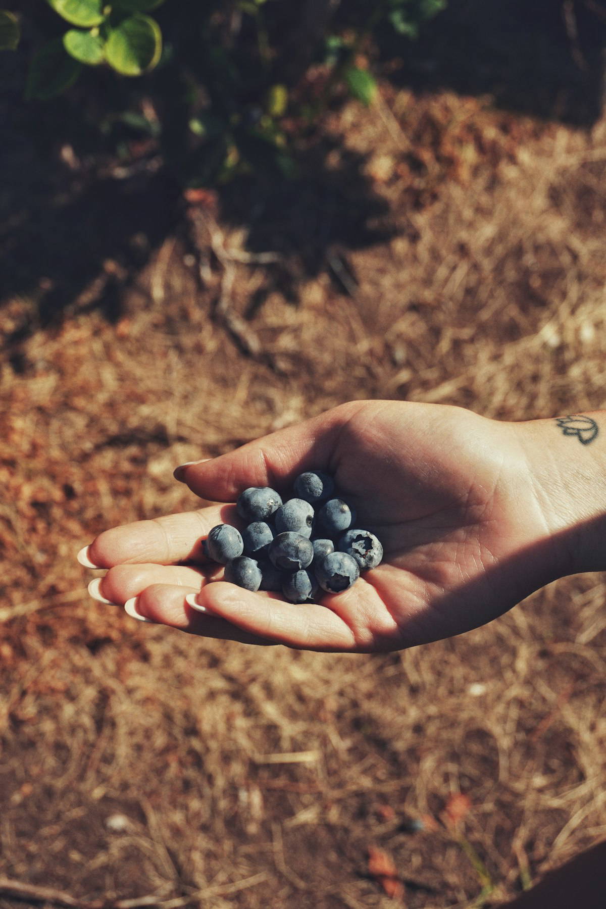 A handful of fresh blueberries