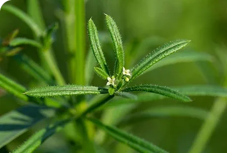 Cleavers Aerial Parts