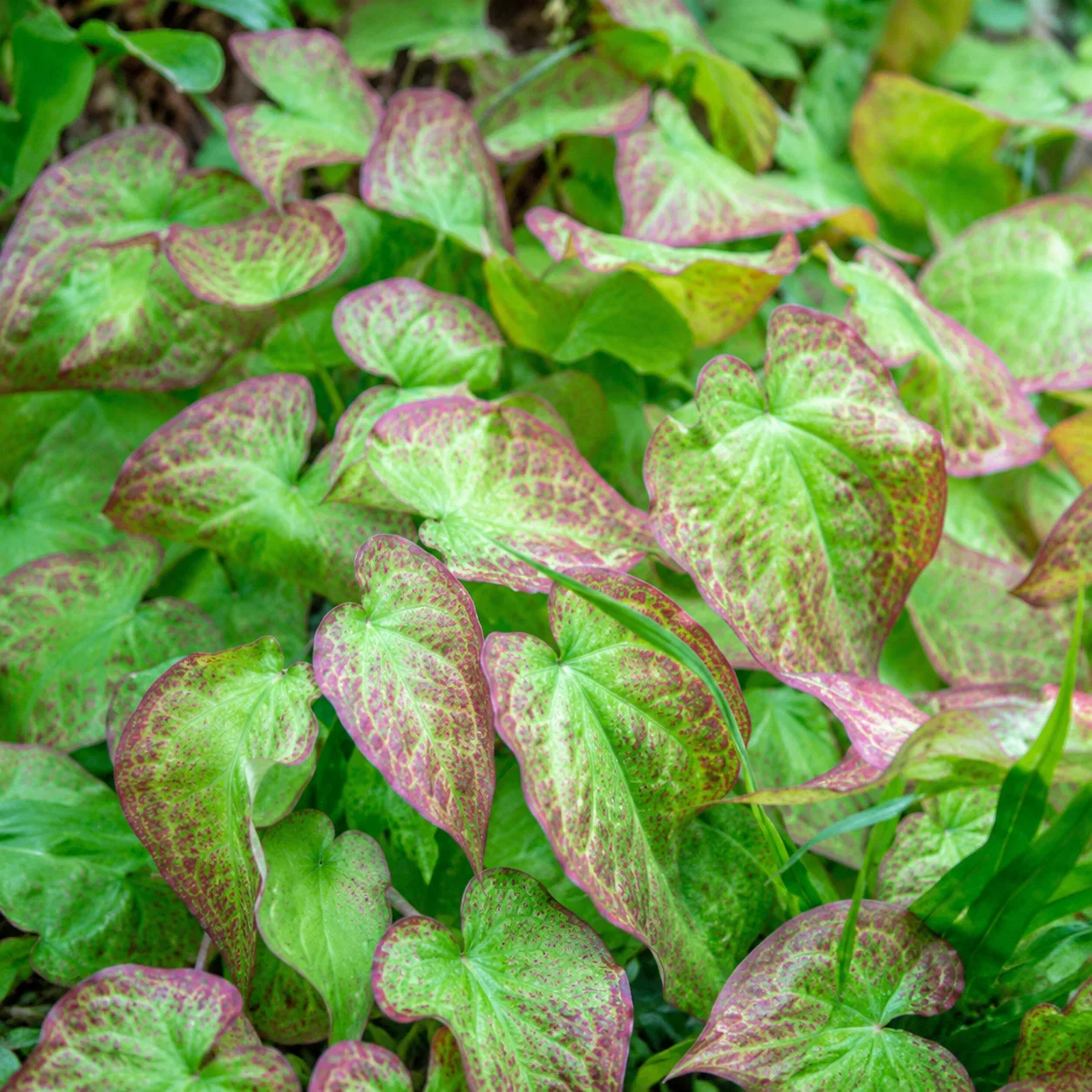 Horny Goat Weed Max Vitalize