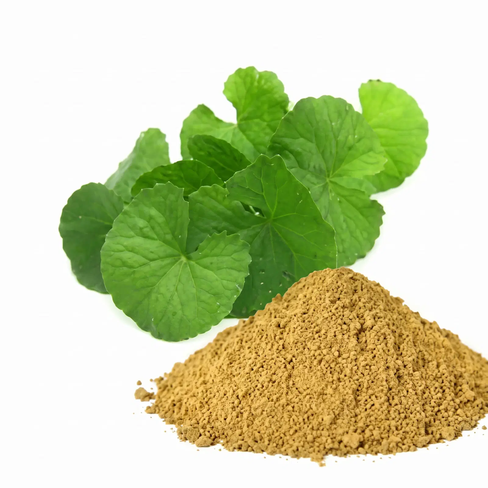 Bacopa Monnieri Extract