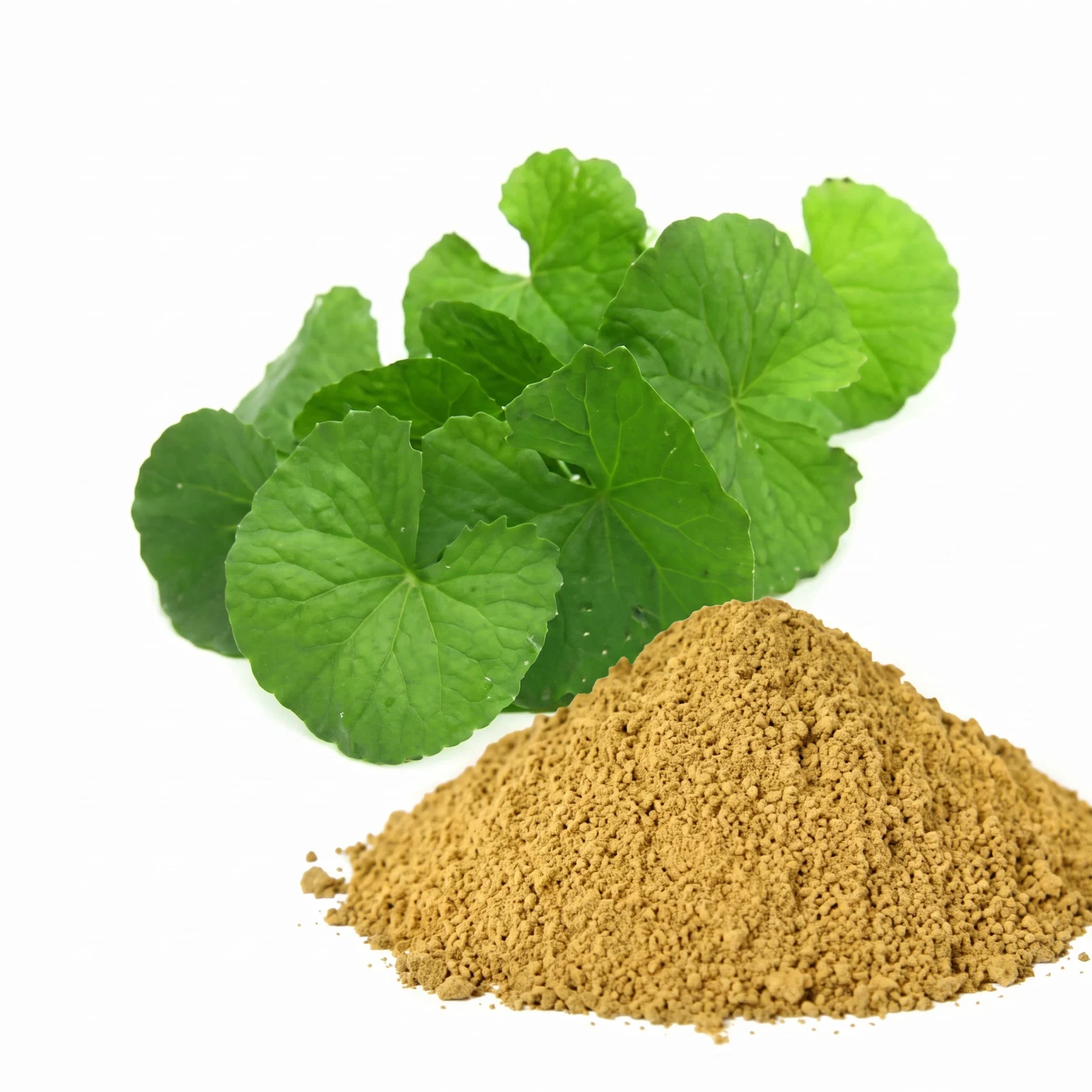Bacopa Monnieri Extract