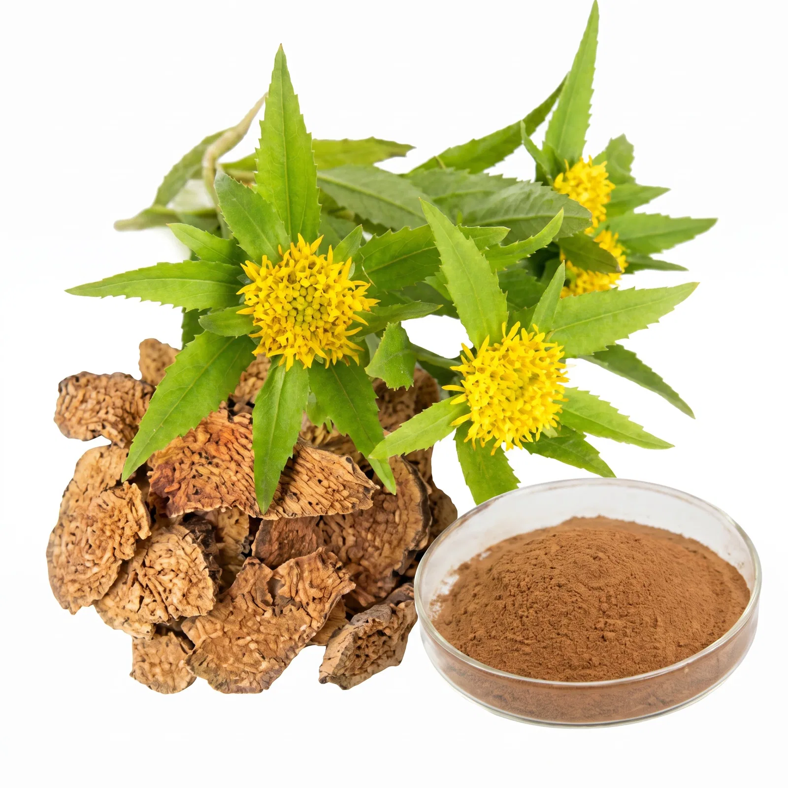 Rhodiola Rosea Extract Neuromind Pro