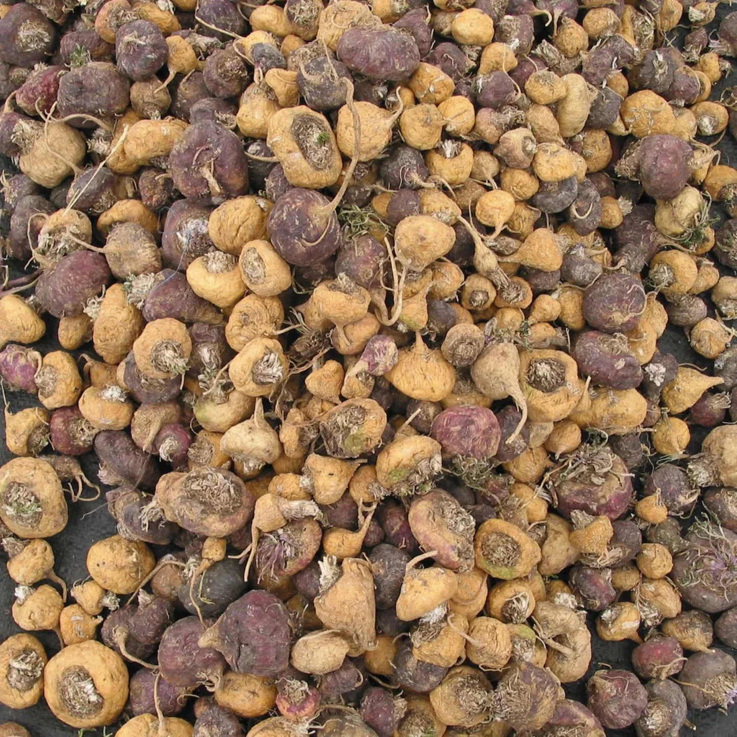 Natural Ingredients Manjuba