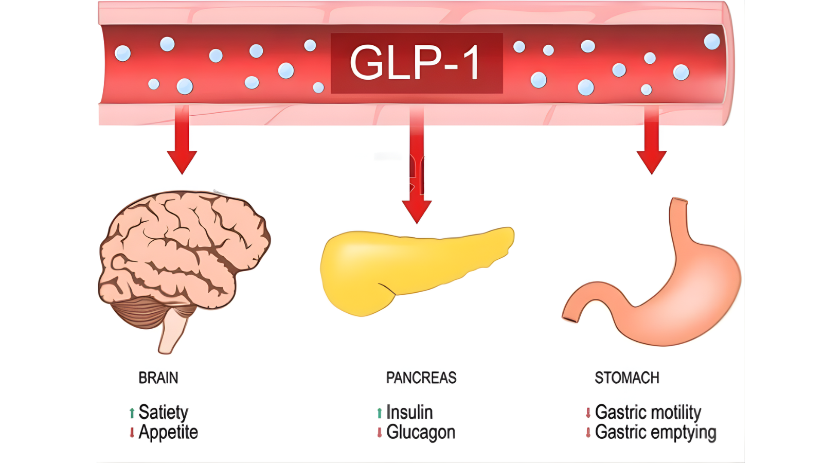 GLP-1 and GIP hormone diagram