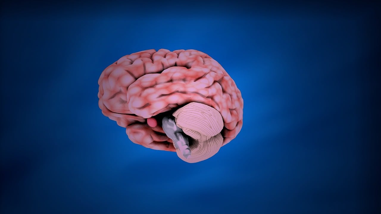 Illustration of the human nervous system, showing how nerves branch from the spine through the body
