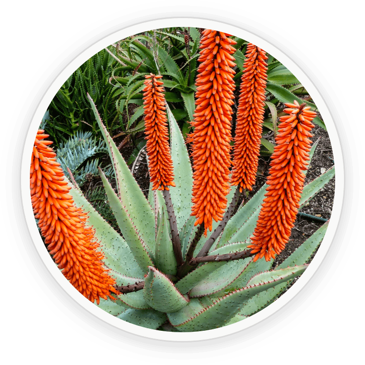 Cape Aloe - NanoDefense Pro ingredient