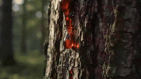 Deep-red resin running down the bark of a French pine tree