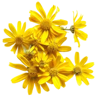 Arnica, een plantaardig ingrediënt in Kinzeno Gel dat het natuurlijke spierherstel ondersteunt